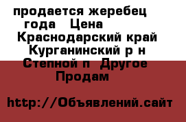 продается жеребец 3.5 года › Цена ­ 80 000 - Краснодарский край, Курганинский р-н, Степной п. Другое » Продам   